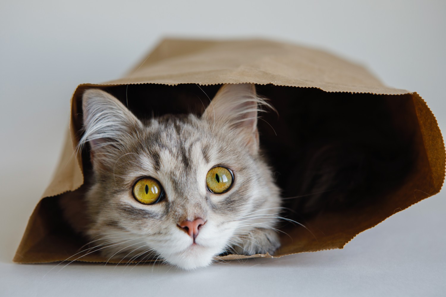 Cat in bag